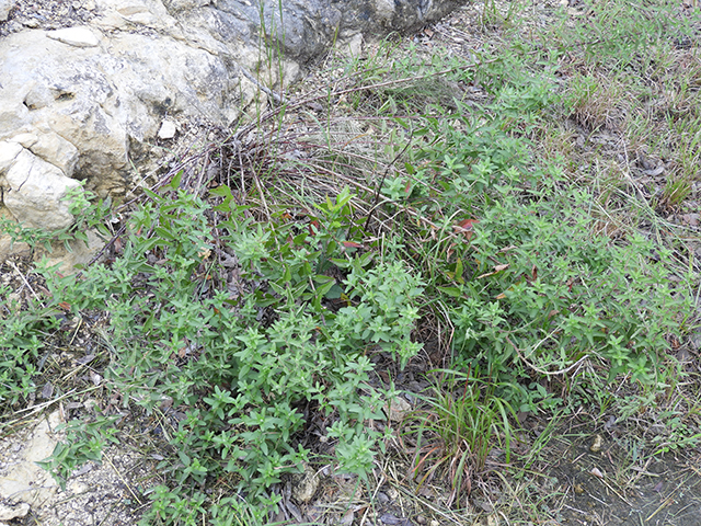 Brickellia cylindracea (Gravel-bar brickellbush) #88881