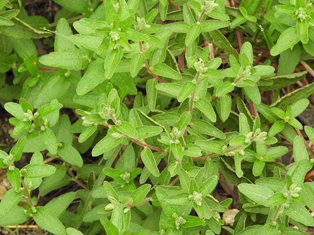 Brickellia cylindracea (Gravel-bar brickellbush) #88891