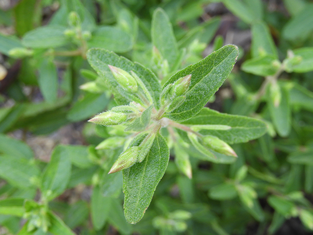 Brickellia cylindracea (Gravel-bar brickellbush) #88892