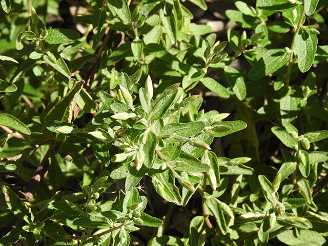 Brickellia cylindracea (Gravel-bar brickellbush) #88901