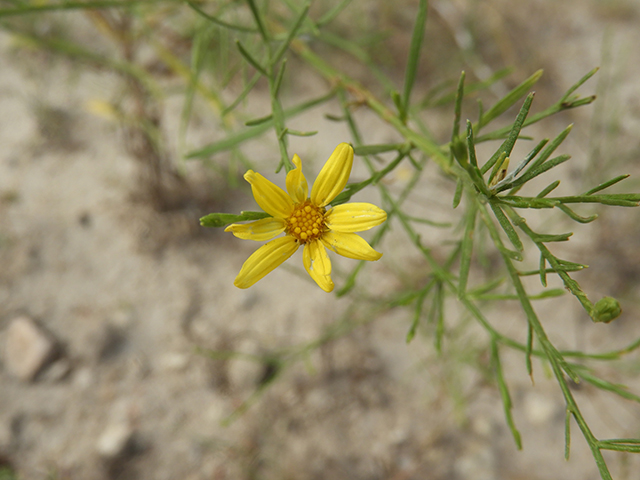 Amphiachyris amoena (Texas broomweed) #88940