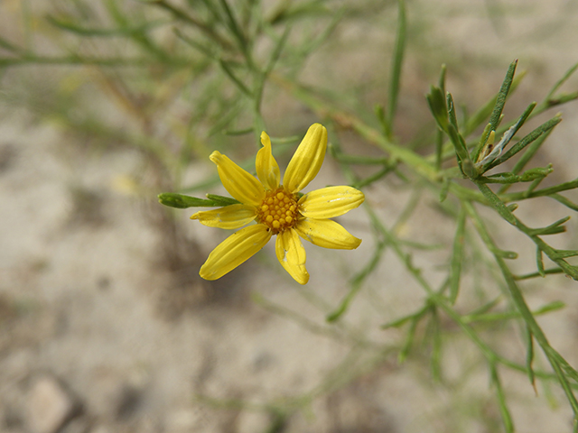 Amphiachyris amoena (Texas broomweed) #88941