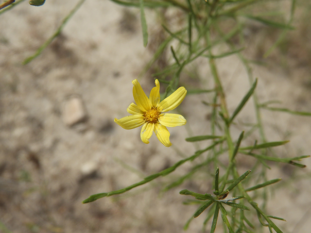 Amphiachyris amoena (Texas broomweed) #88949