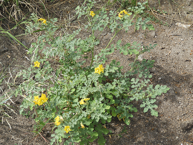 Solanum rostratum (Buffalo bur) #89036