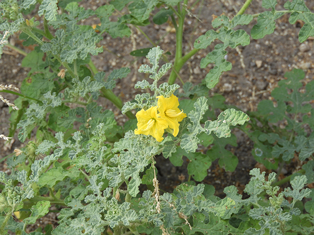 Solanum rostratum (Buffalo bur) #89037