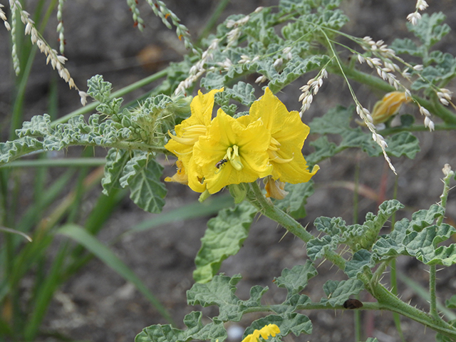 Solanum rostratum (Buffalo bur) #89039