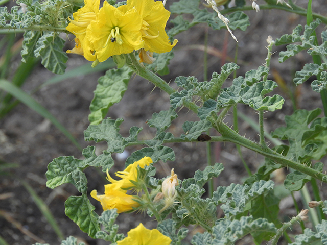 Solanum rostratum (Buffalo bur) #89040