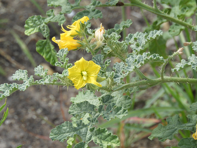 Solanum rostratum (Buffalo bur) #89041