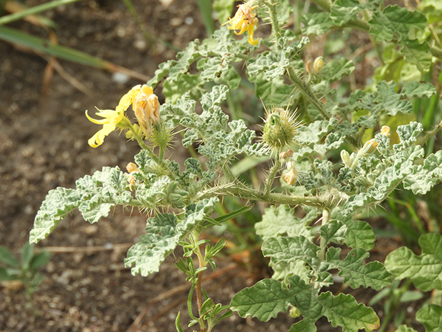 Solanum rostratum (Buffalo bur) #89047