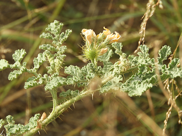 Solanum rostratum (Buffalo bur) #89050