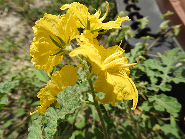 Solanum rostratum (Buffalo bur) #89053