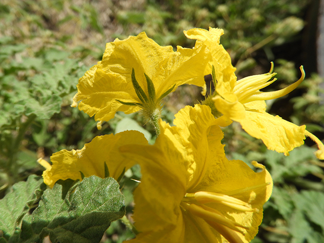 Solanum rostratum (Buffalo bur) #89054