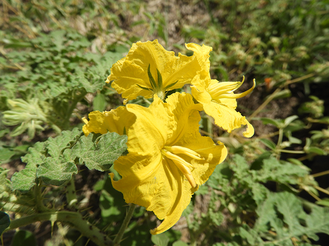 Solanum rostratum (Buffalo bur) #89055