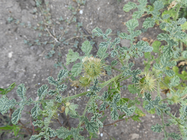 Solanum rostratum (Buffalo bur) #89059