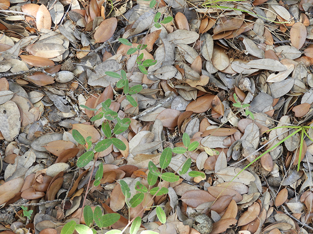 Lespedeza texana (Texas lespedeza) #89065