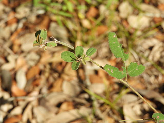 Lespedeza texana (Texas lespedeza) #89069