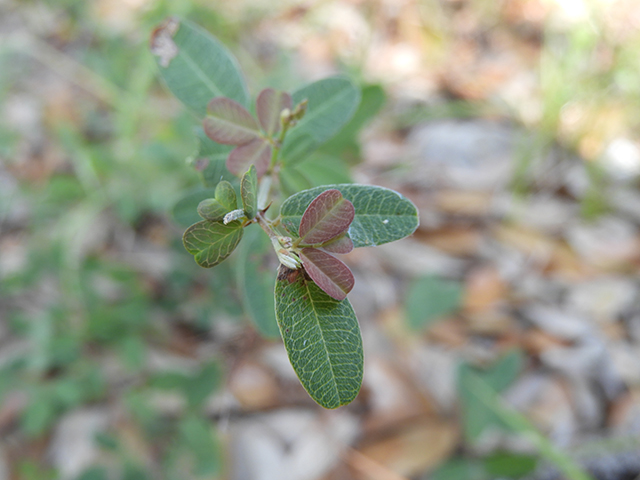 Lespedeza texana (Texas lespedeza) #89070