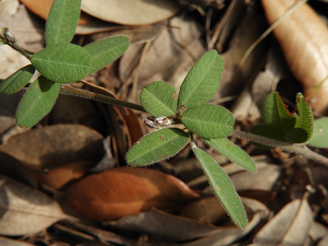 Lespedeza texana (Texas lespedeza) #89072