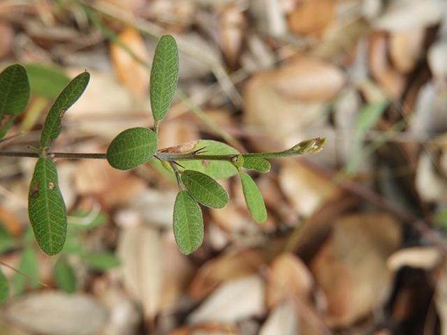 Lespedeza texana (Texas lespedeza) #89073