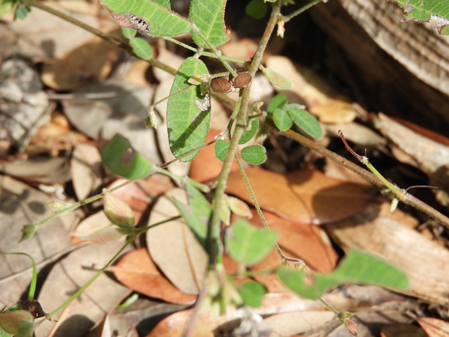 Lespedeza texana (Texas lespedeza) #89075