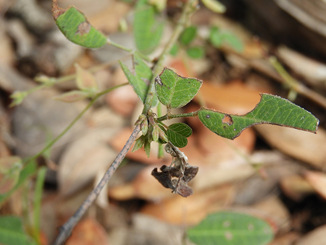 Lespedeza texana (Texas lespedeza) #89076