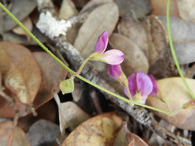 Lespedeza texana (Texas lespedeza) #89078