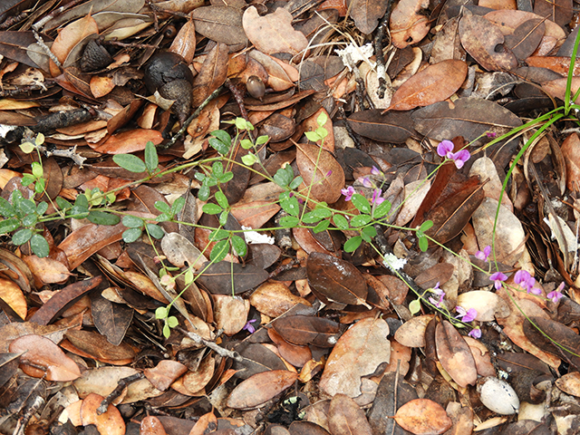 Lespedeza texana (Texas lespedeza) #89079