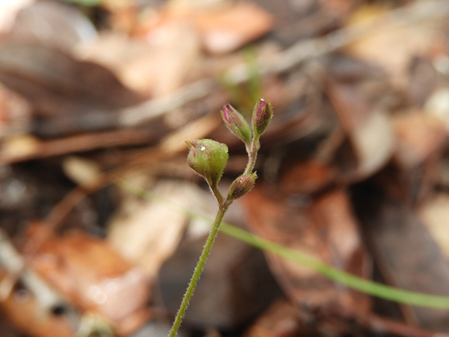 Lespedeza texana (Texas lespedeza) #89082