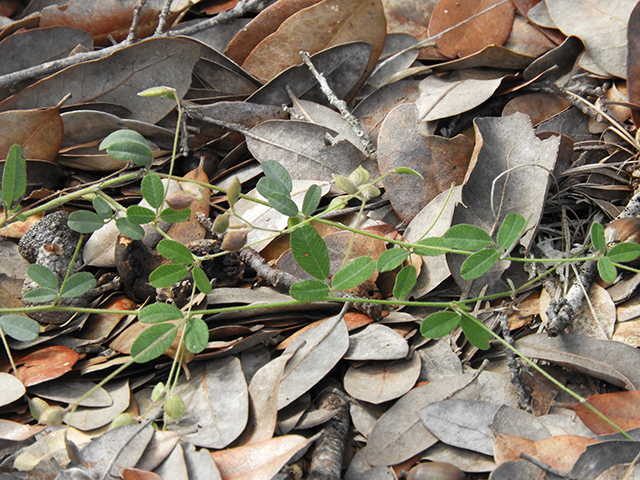 Lespedeza texana (Texas lespedeza) #89086