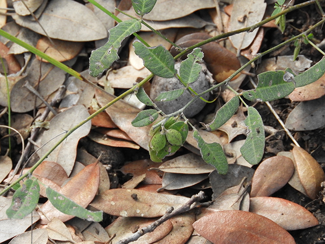 Lespedeza texana (Texas lespedeza) #89087