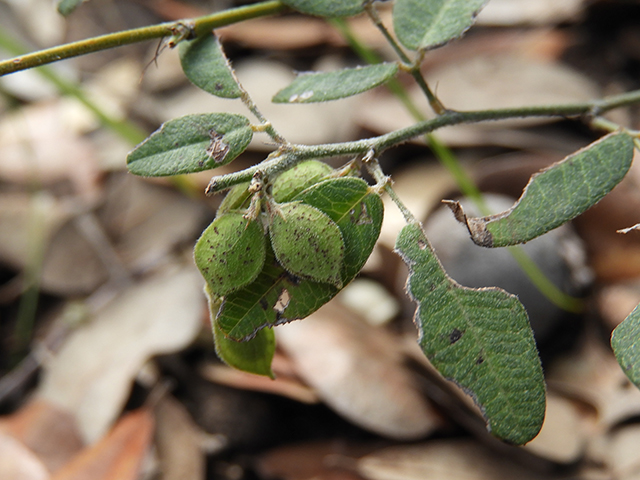 Lespedeza texana (Texas lespedeza) #89088