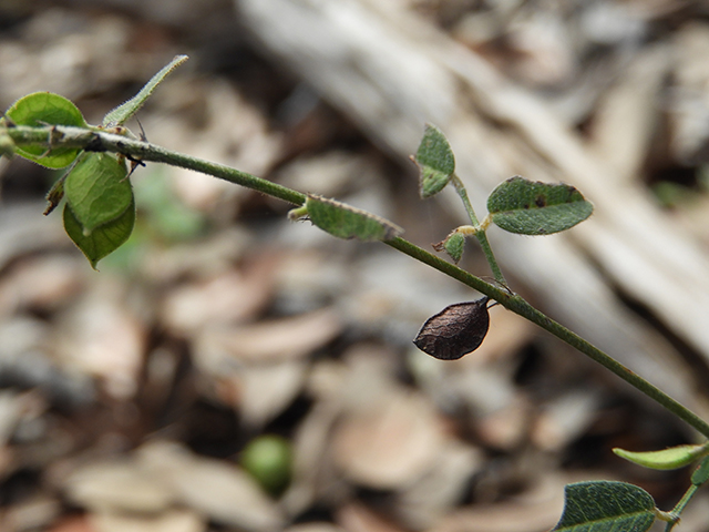 Lespedeza texana (Texas lespedeza) #89089