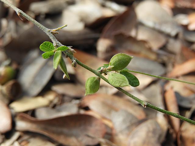 Lespedeza texana (Texas lespedeza) #89090