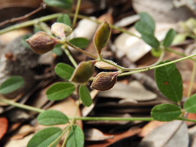 Lespedeza texana (Texas lespedeza) #89091