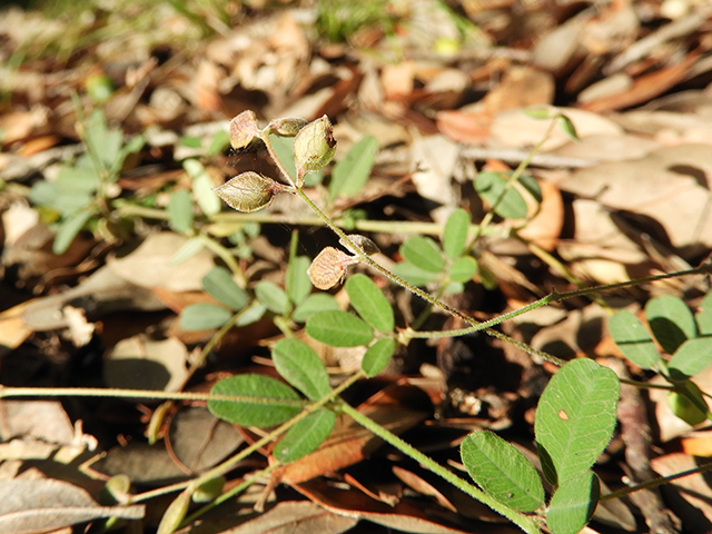 Lespedeza texana (Texas lespedeza) #89093