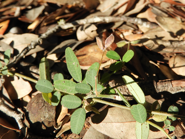 Lespedeza texana (Texas lespedeza) #89094