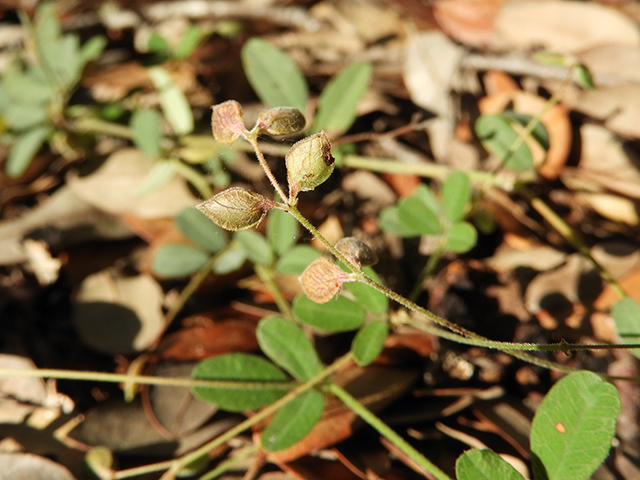 Lespedeza texana (Texas lespedeza) #89095