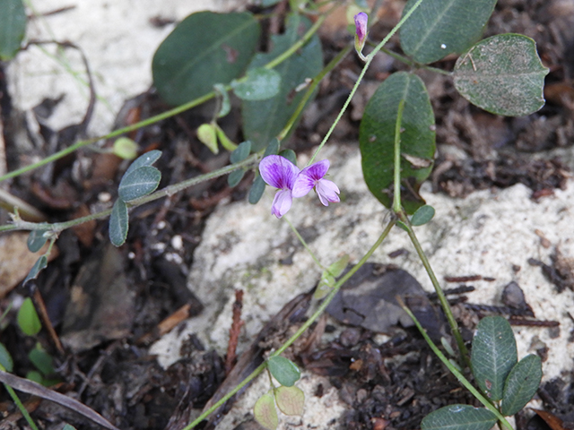 Lespedeza texana (Texas lespedeza) #89097