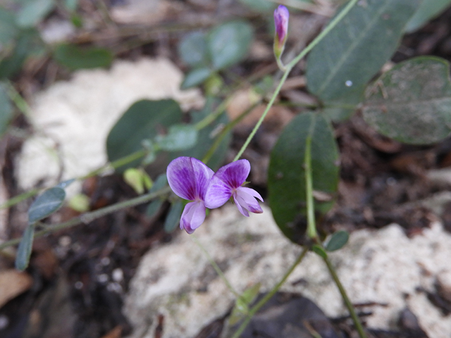 Lespedeza texana (Texas lespedeza) #89098