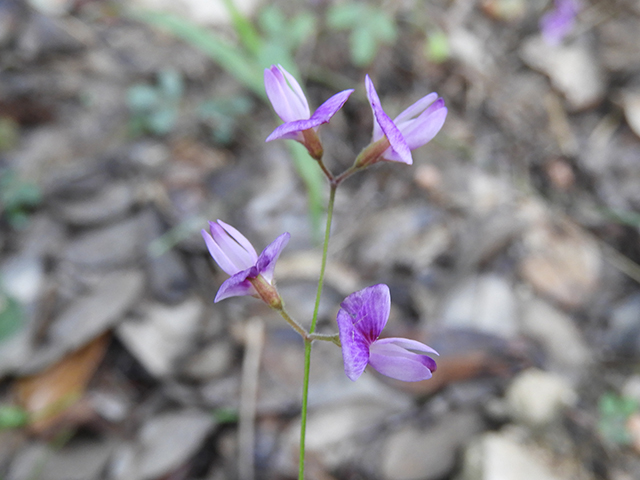 Lespedeza texana (Texas lespedeza) #89099