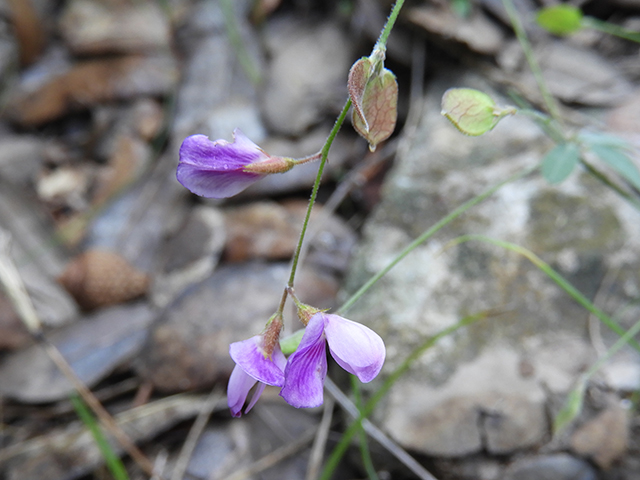 Lespedeza texana (Texas lespedeza) #89100