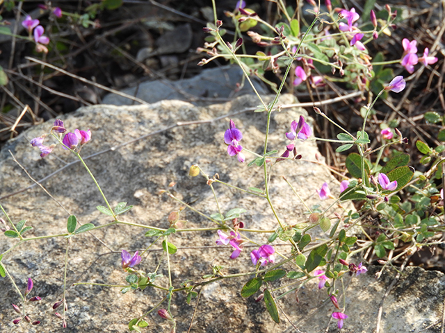 Lespedeza texana (Texas lespedeza) #89101