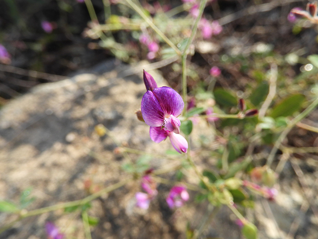 Lespedeza texana (Texas lespedeza) #89102