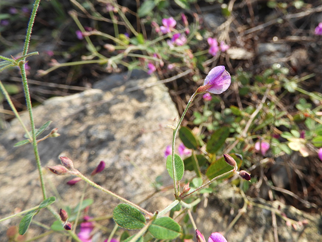 Lespedeza texana (Texas lespedeza) #89103