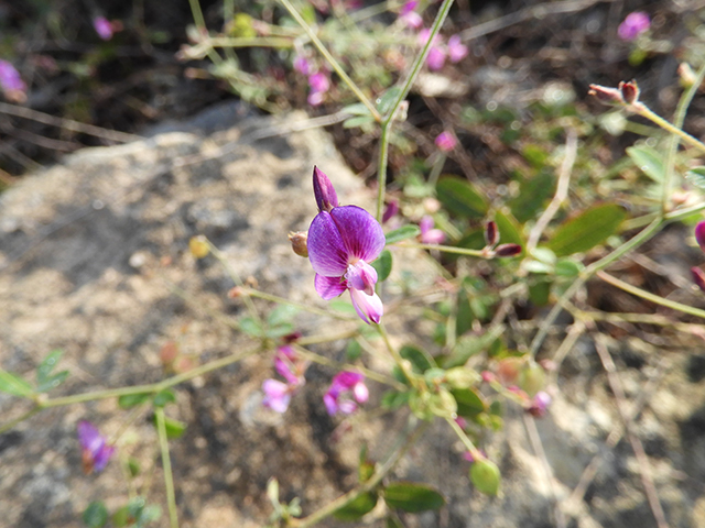 Lespedeza texana (Texas lespedeza) #89104