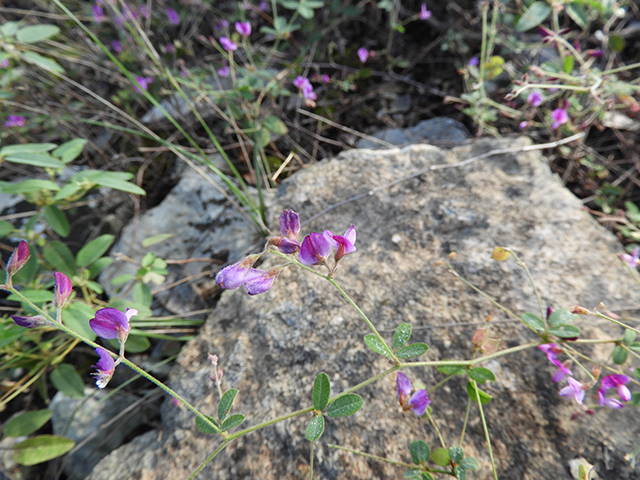 Lespedeza texana (Texas lespedeza) #89105