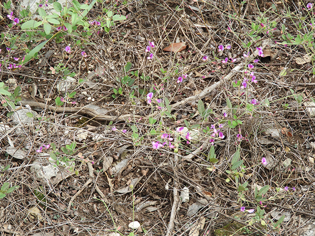 Lespedeza texana (Texas lespedeza) #89107