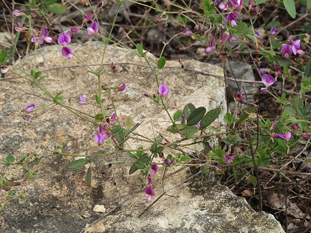 Lespedeza texana (Texas lespedeza) #89108