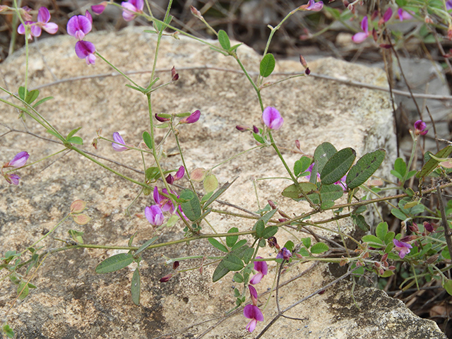 Lespedeza texana (Texas lespedeza) #89109