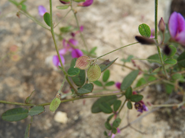 Lespedeza texana (Texas lespedeza) #89110